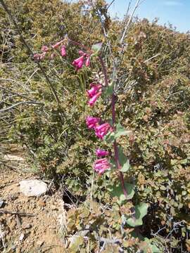 Image of desert penstemon