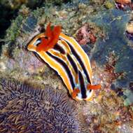 Image of Chromodoris colemani Rudman 1982