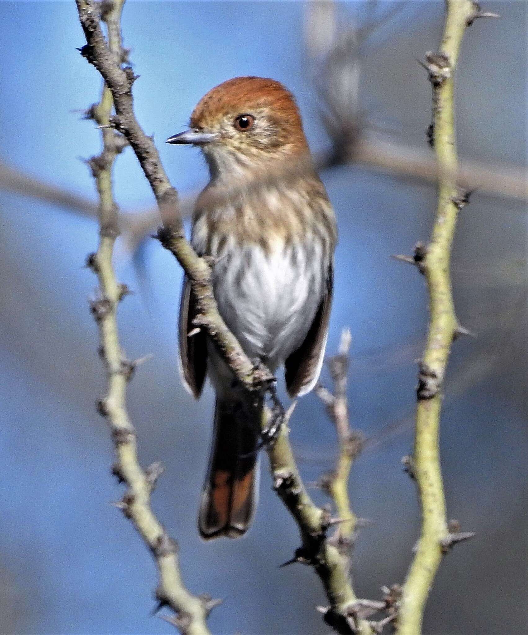 Knipolegus striaticeps (d'Orbigny & Lafresnaye 1837)的圖片