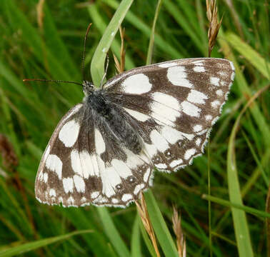 Image of marbled white