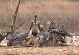 Image of Slender-billed Vulture