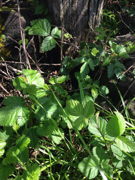 Image de Rubus ursinus subsp. macropetalus (Dougl. ex Hook.) Taylor & Mac Bryde