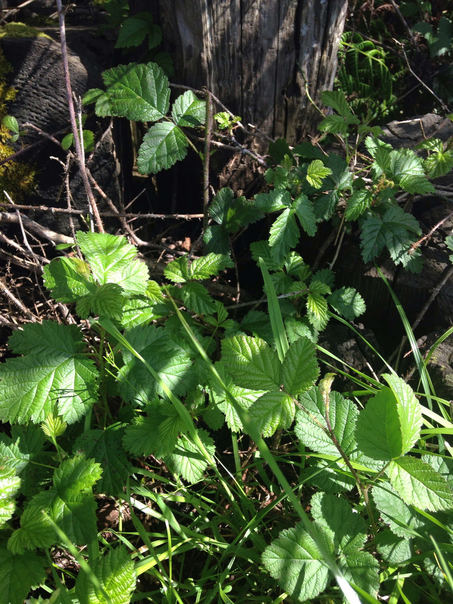 Rubus ursinus subsp. macropetalus (Dougl. ex Hook.) Taylor & Mac Bryde的圖片