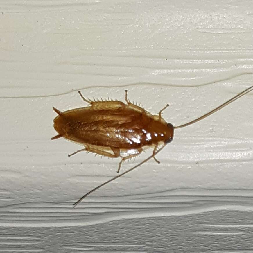 Image of Small Yellow Texas Cockroach