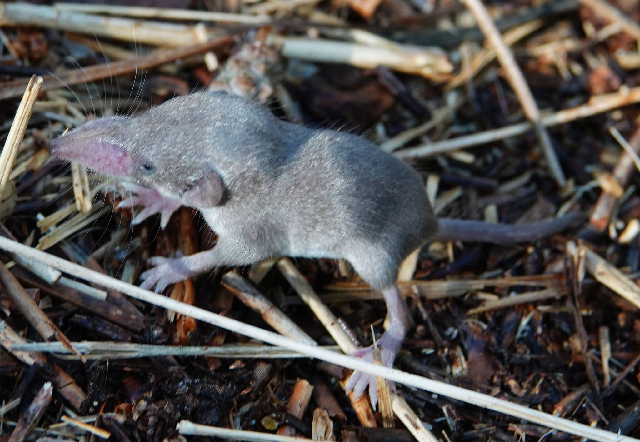 Image of greater white-toothed shrew, house shrew