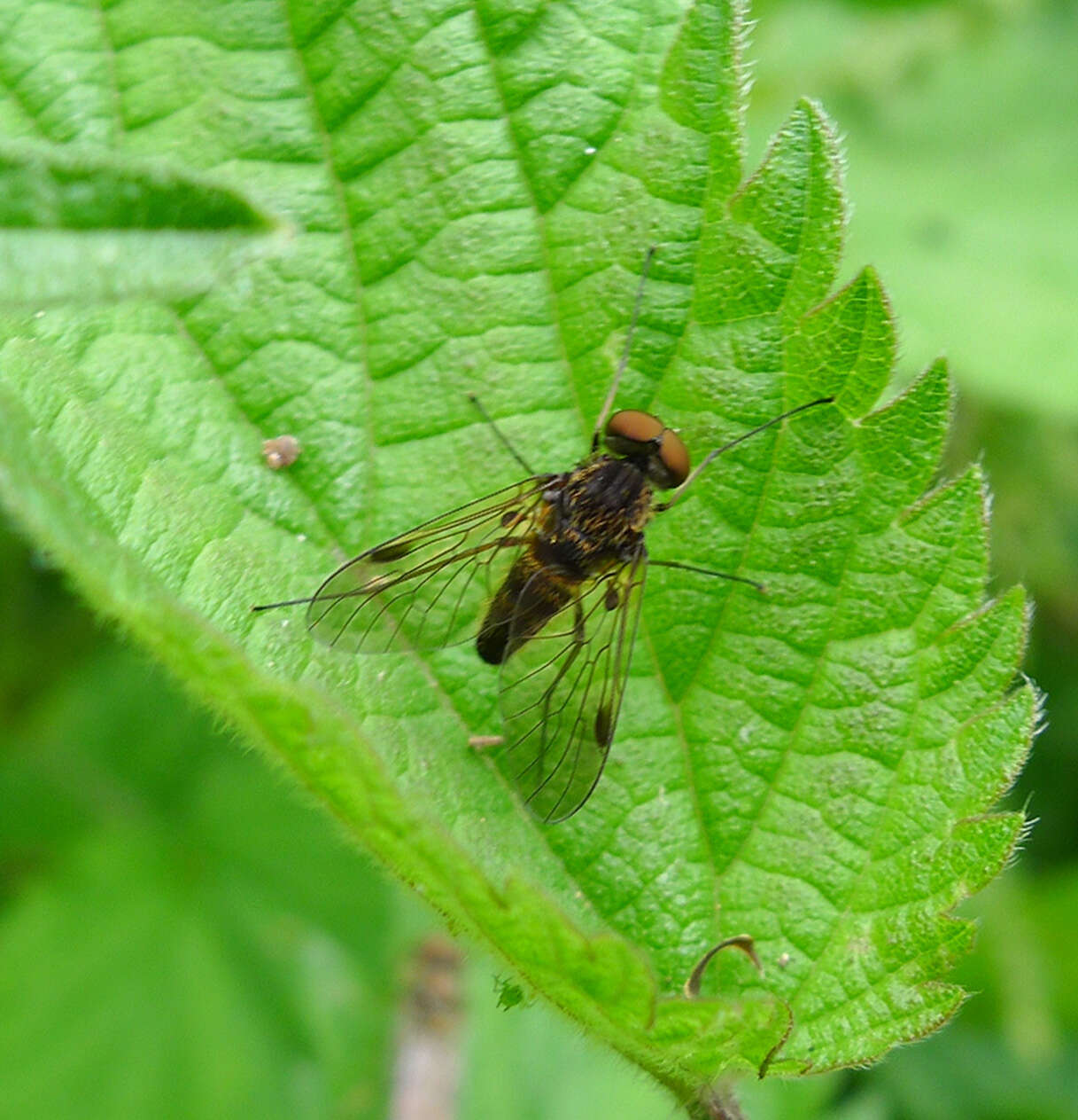 Image of Chrysopilus cristatus