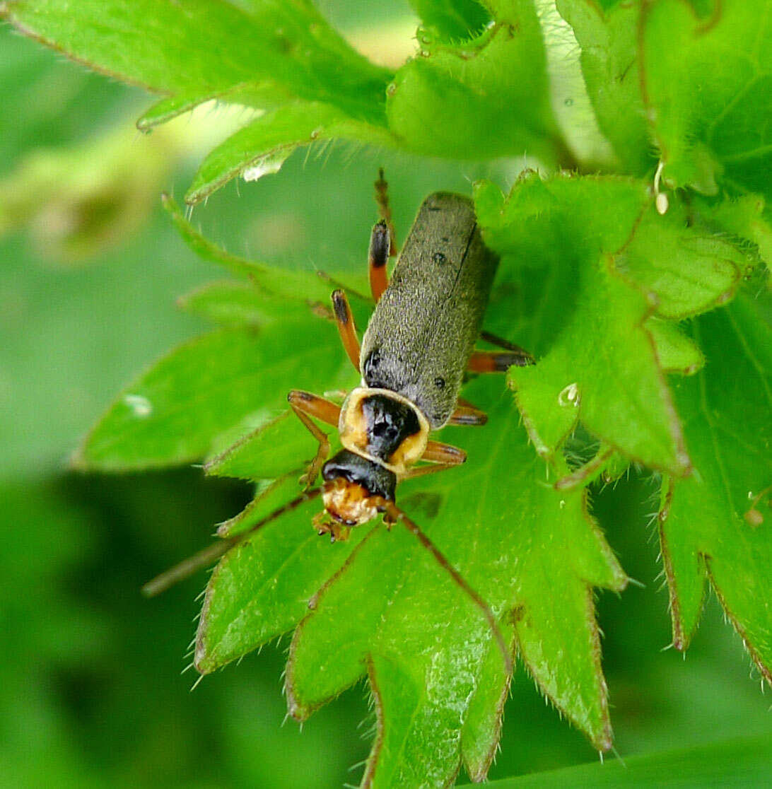 Imagem de Cantharis nigricans