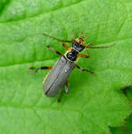 Imagem de Cantharis nigricans