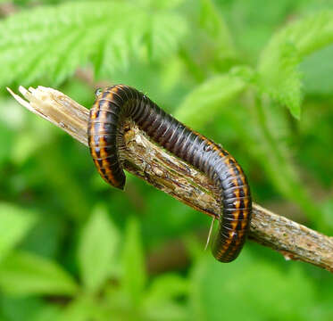 Image of Striped Millipede