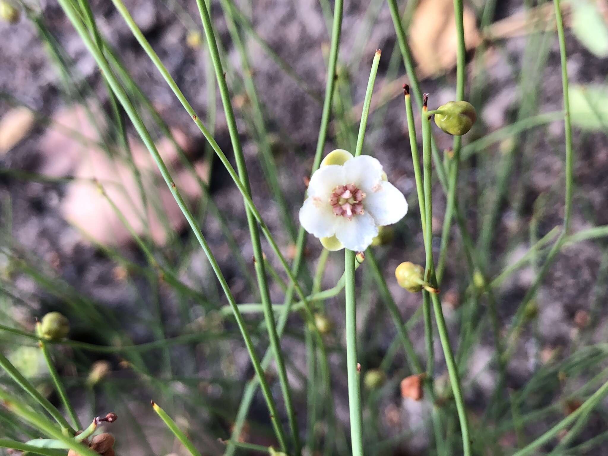 Image of Hibbertia juncea (Benth.) J. W. Horn