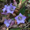 Image of Gentiana cephalantha Franch. ex Hemsl.