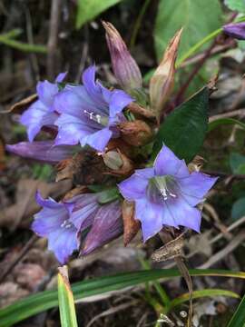 Image de Gentiana cephalantha Franch. ex Hemsl.