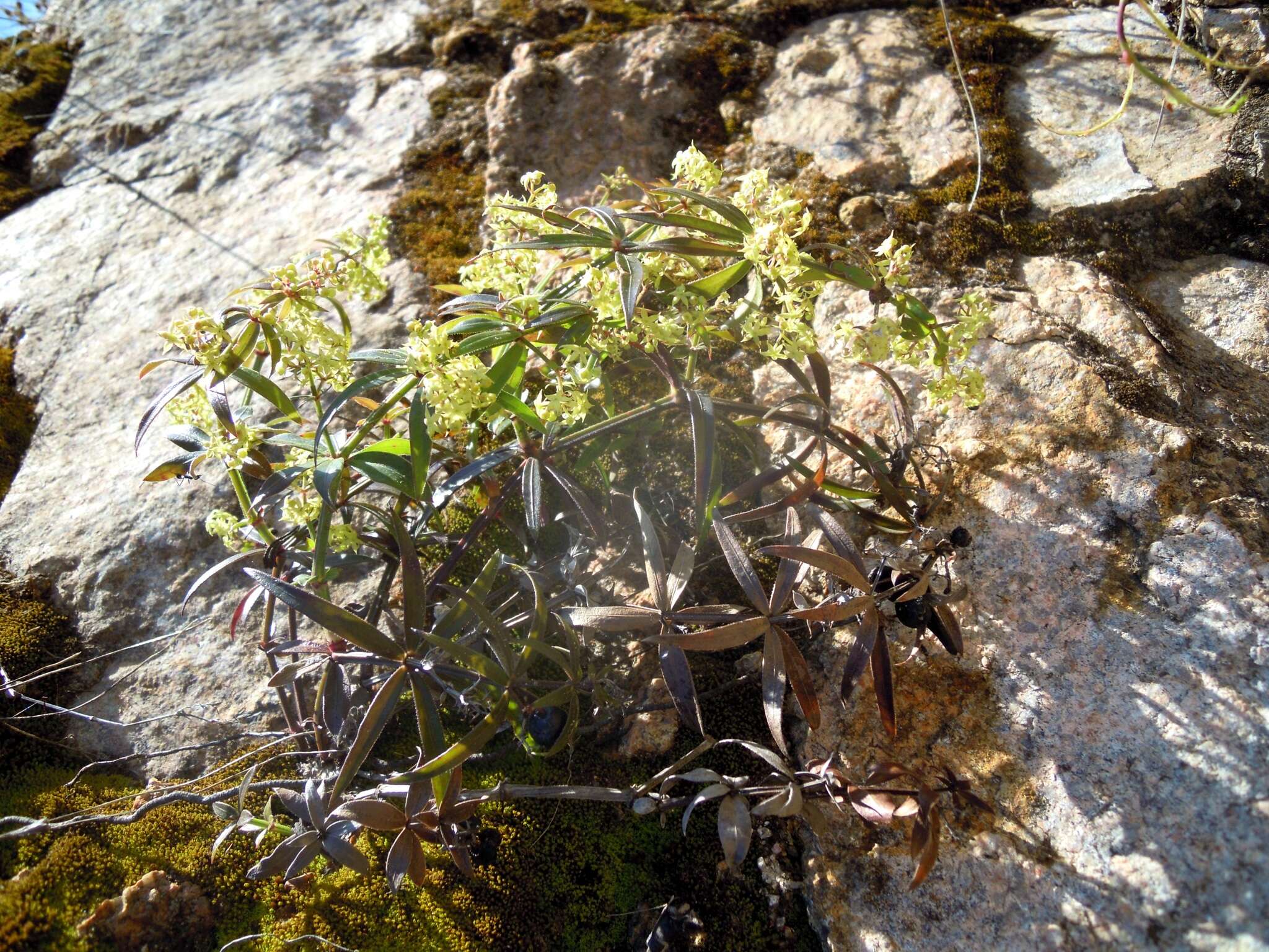 Image of Rubia peregrina L.