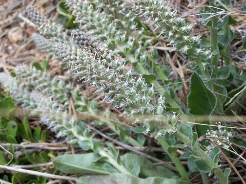 Image of Veronica plantaginea E. James