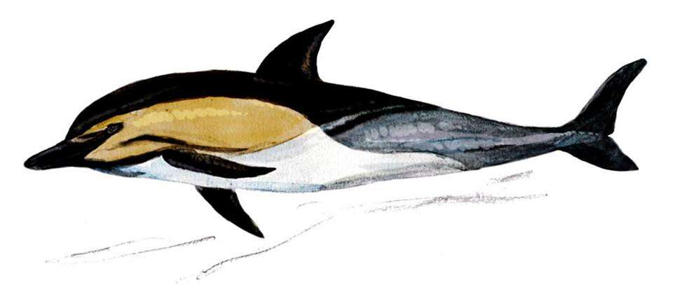 Image of Atlantic Dolphin