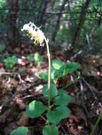 Image de Orthilia obtusata (Turcz.) H. Hara