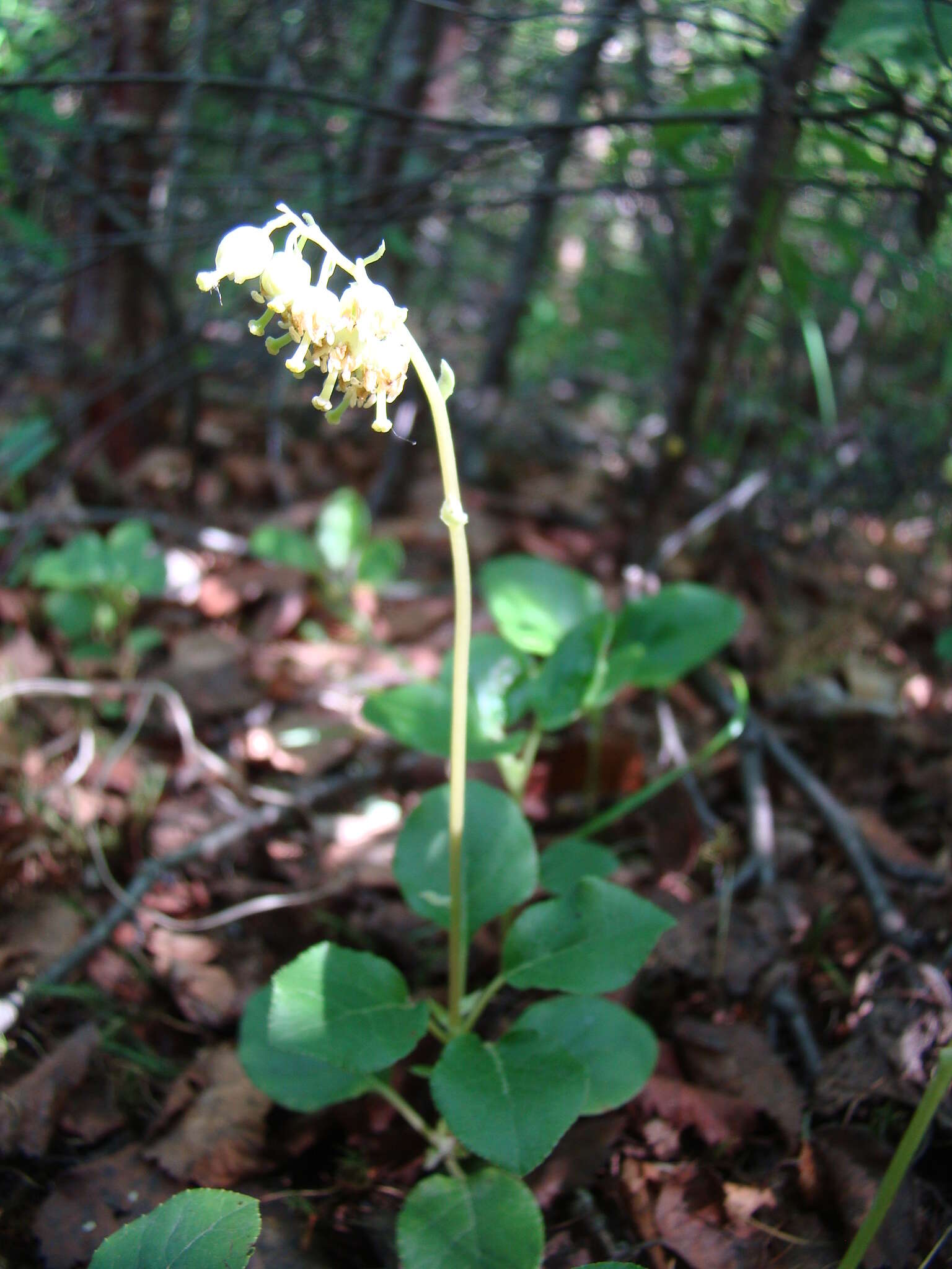 Image de Orthilia obtusata (Turcz.) H. Hara