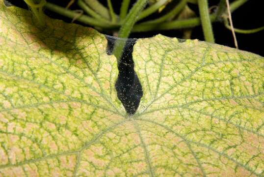 Image of Two-spotted spider mite