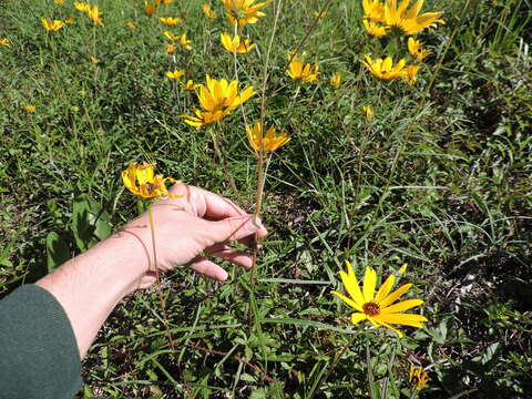 Image of swamp sunflower