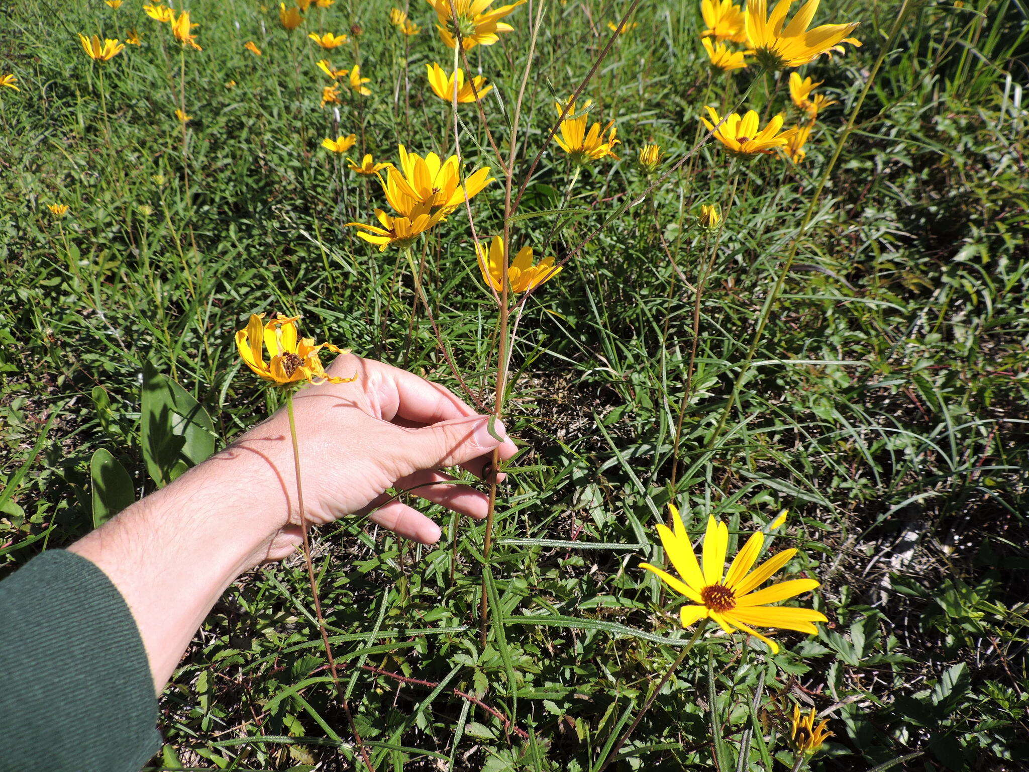 Image of swamp sunflower