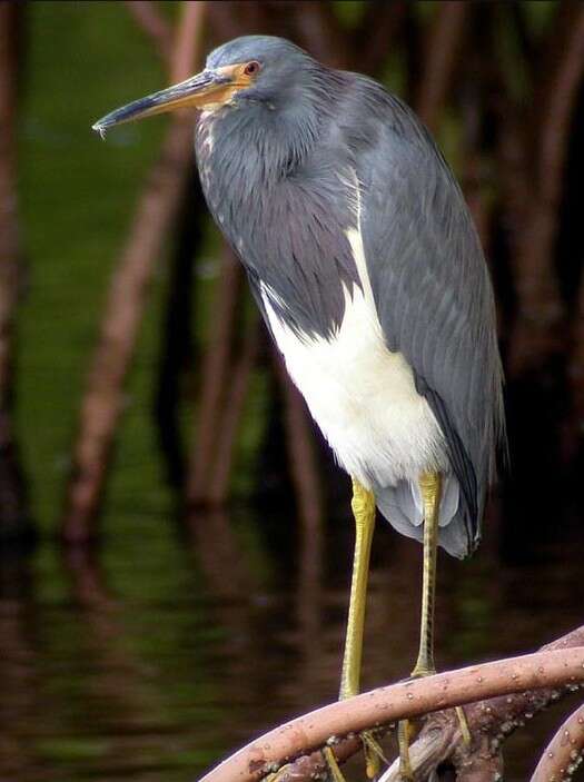 Image de Aigrette tricolore