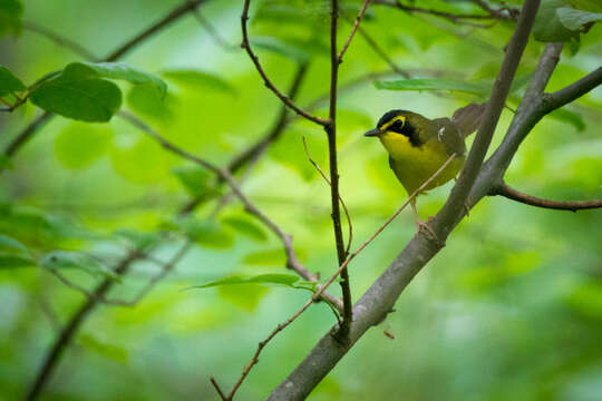 Image of Kentucky Warbler