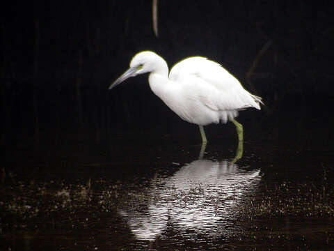 Image of Little Blue Heron