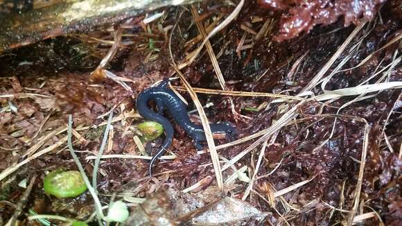 Image de Plethodon jordani Blatchley 1901