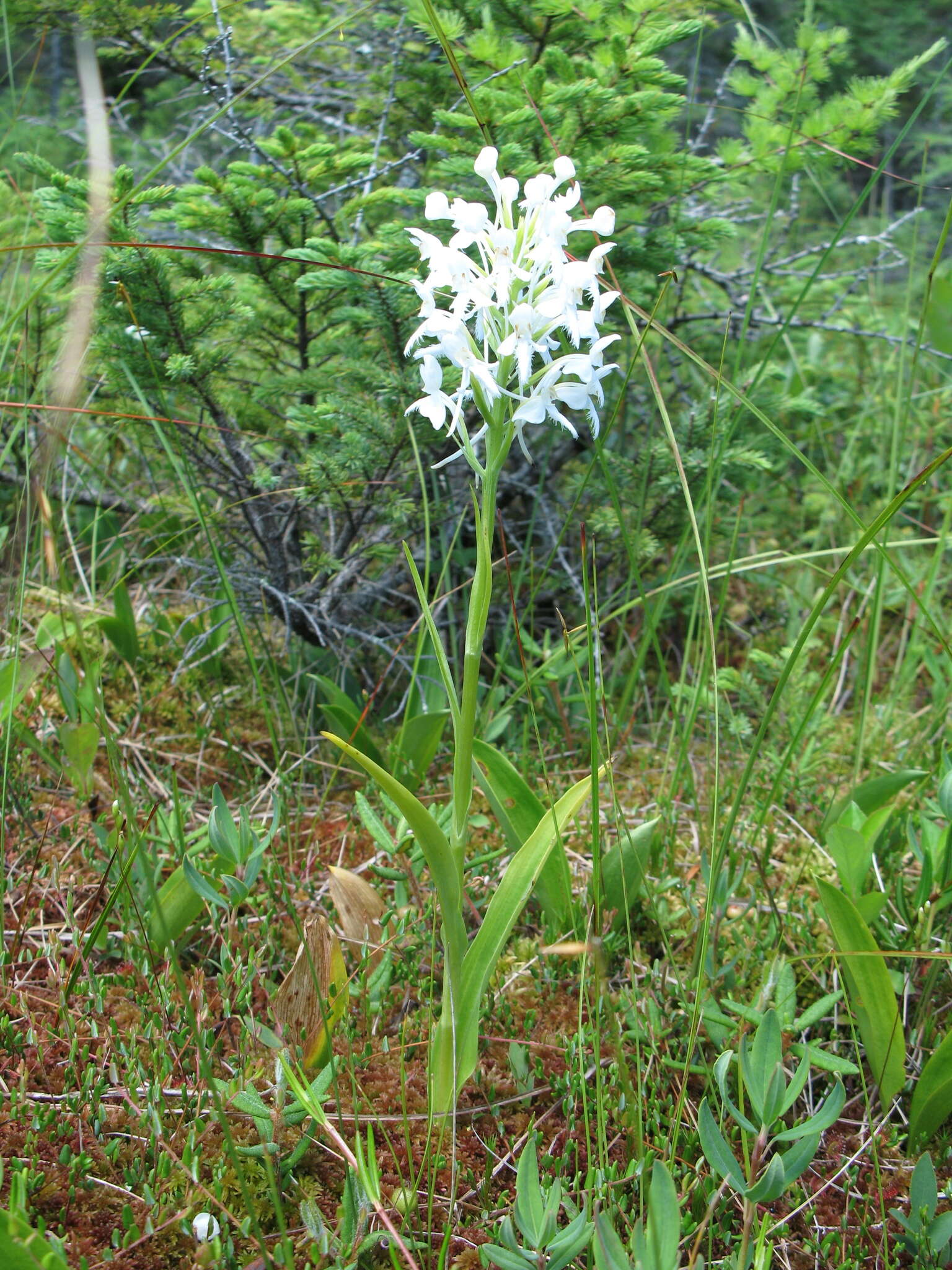 Image de Platanthera blephariglottis (Willd.) Lindl.