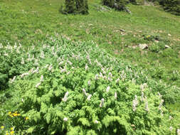 Image de Corydalis caseana A. Gray