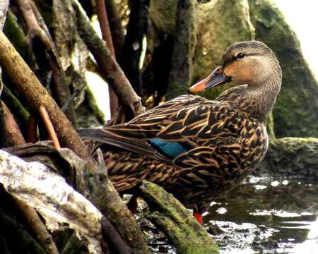 Image of Florida duck