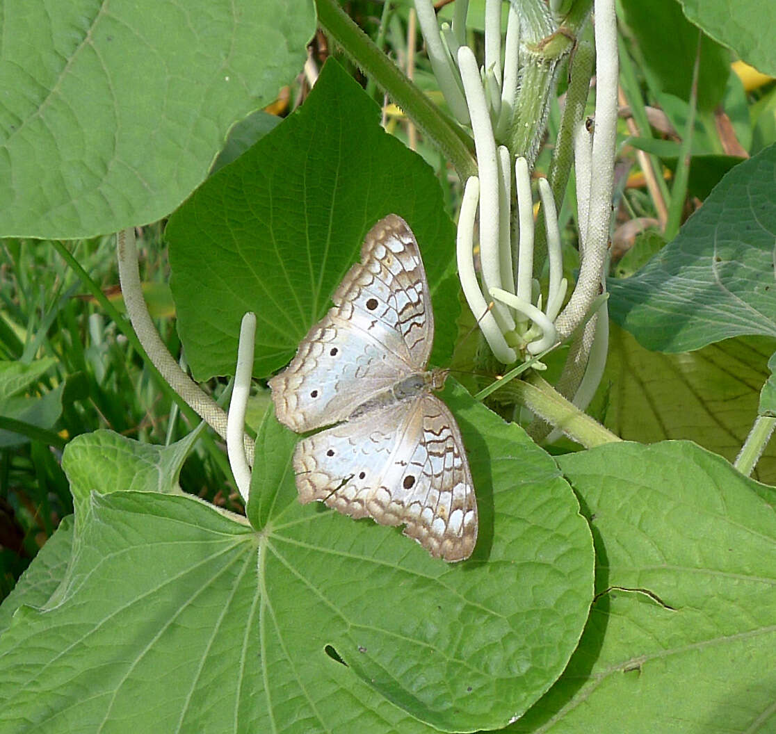 Image of White Peacock