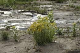 Image de Tephroseris palustris