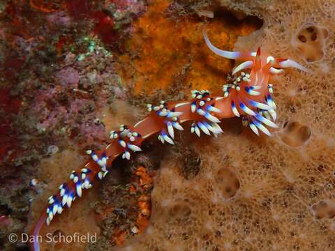 Image of White tipped red and white slug