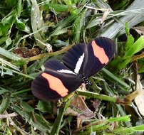 Image of Crimson Patched Longwing