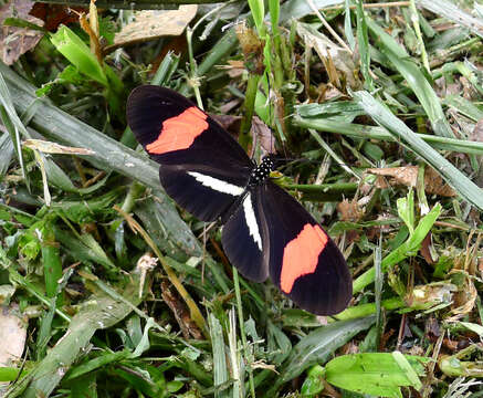 Image of Crimson Patched Longwing