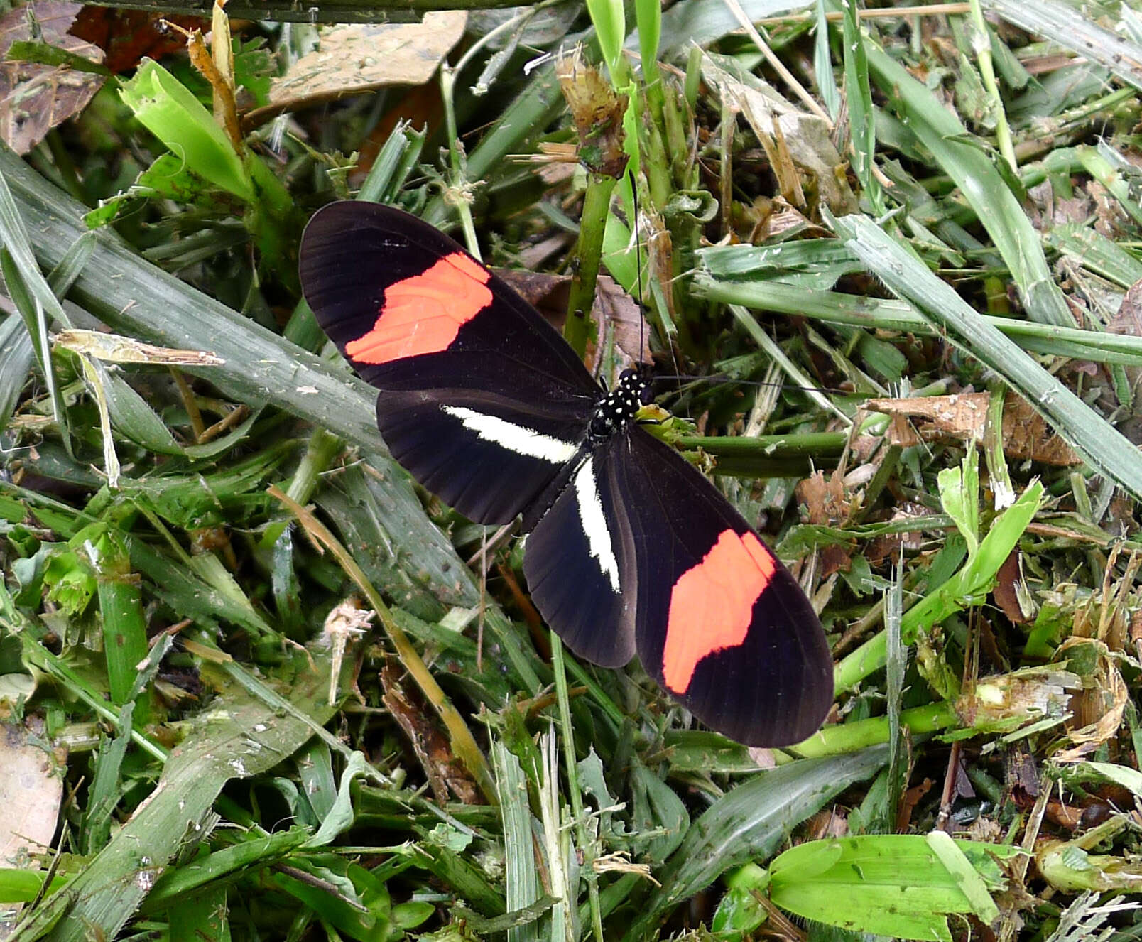 Image of Crimson Patched Longwing