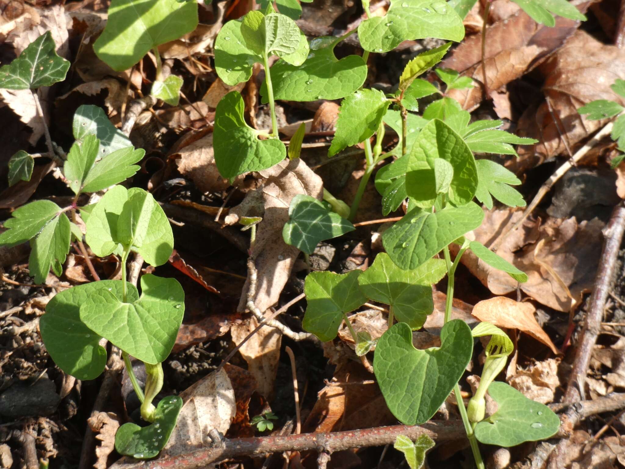 Image de Aristolochia pallida Willd.