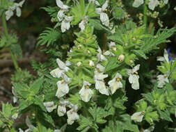 Image of Stachys spinulosa Sm.