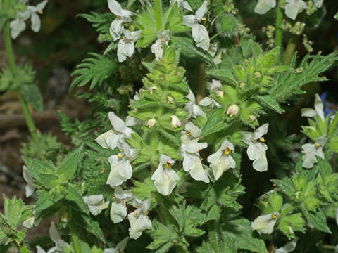 Image de Stachys spinulosa Sm.