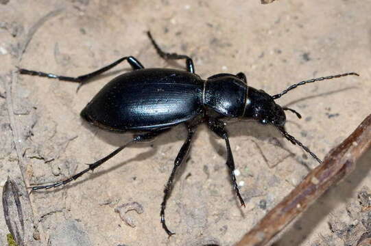 Image of Carabus (Cyclocarabus) namanganensis Heyden 1886