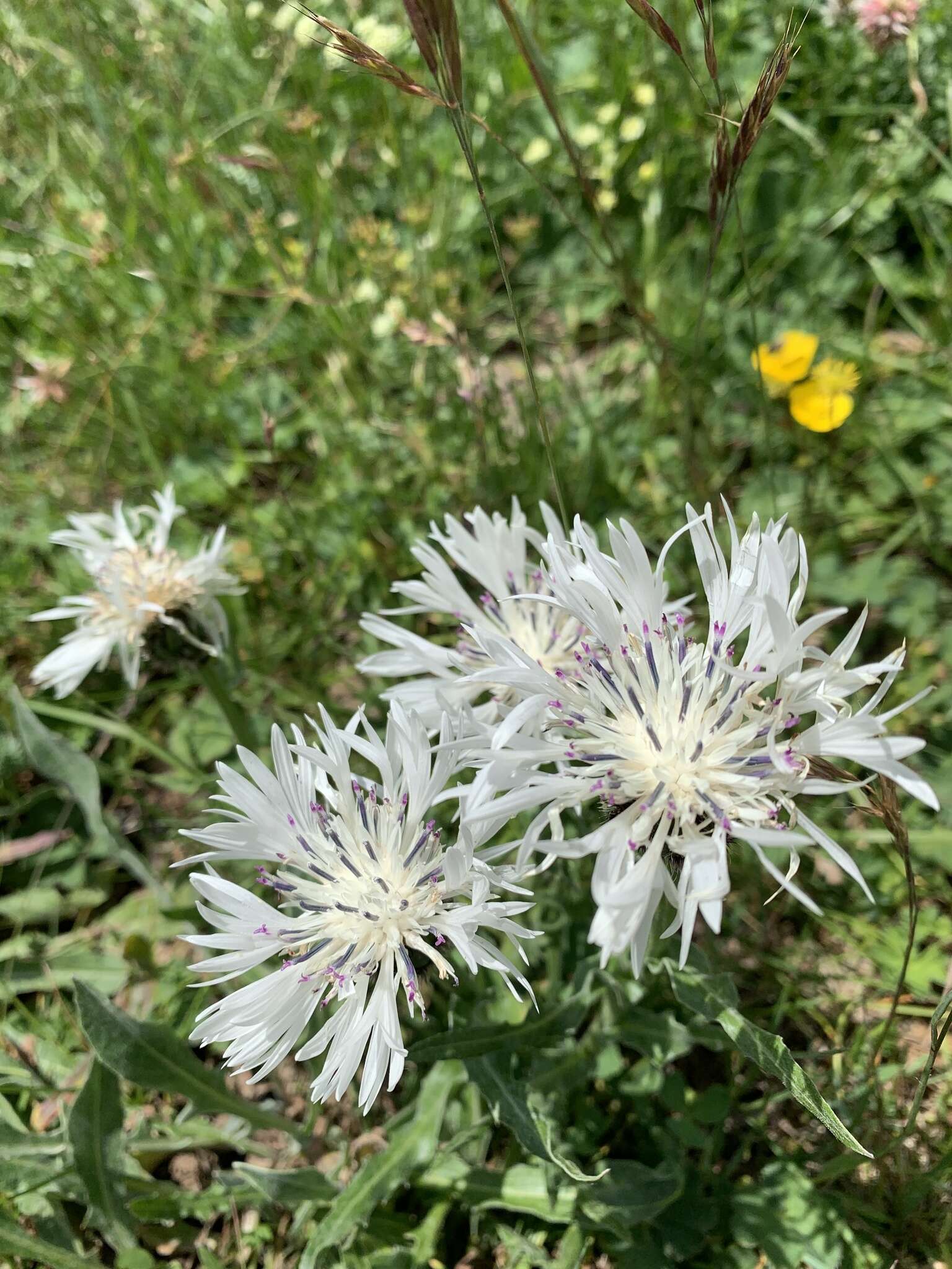 Centaurea cheiranthifolia Willd. resmi