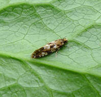 Image of privet leaf miner