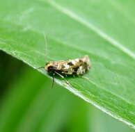 Image of privet leaf miner