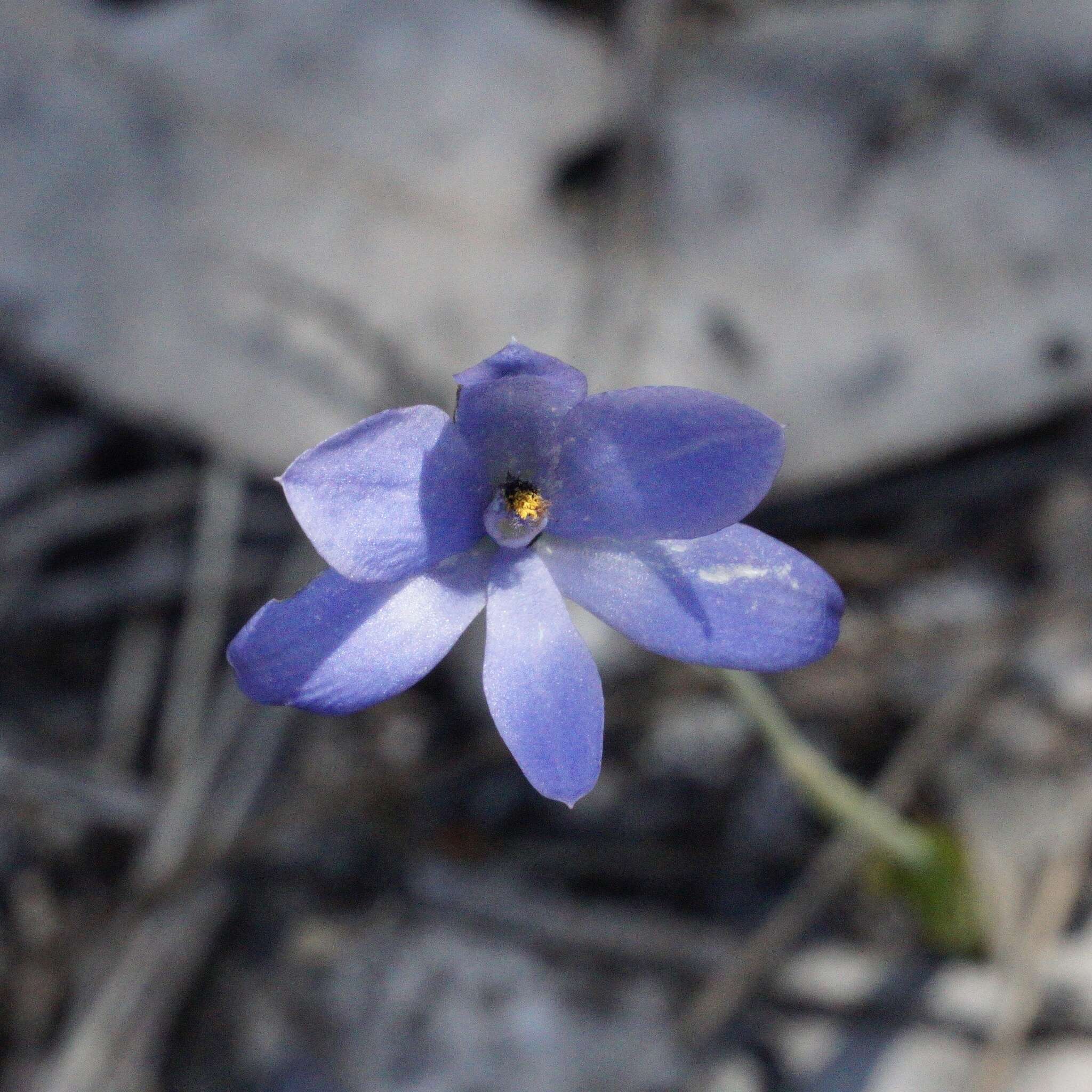 Image de Thelymitra crinita Lindl.