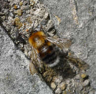 Image of Bombus hypnorum (Linnaeus 1758)