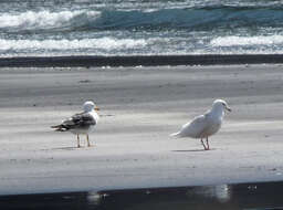 Image of Iceland Gull