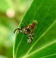 Image of Celery Fly