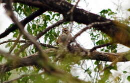 Image of Stripe-capped Sparrow