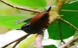 Image of Gray-breasted Wood-Wren